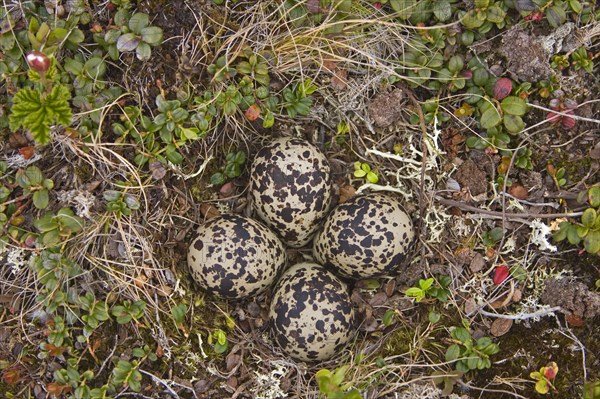 European golden plover