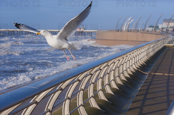 European herring gull