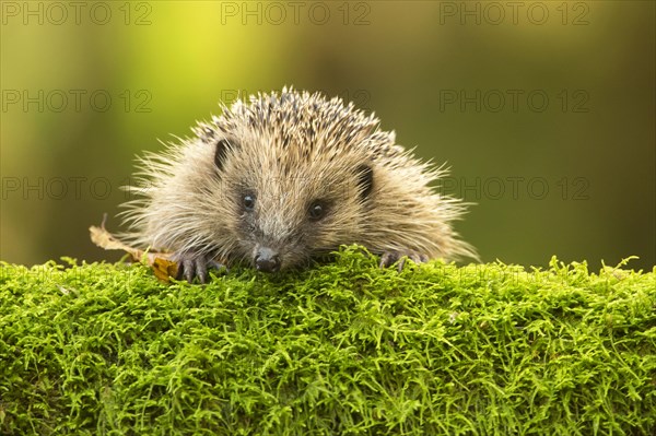 European Hedgehog