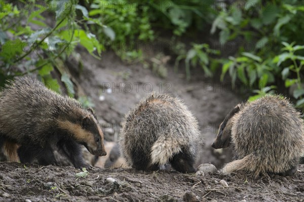 Eurasian Badger