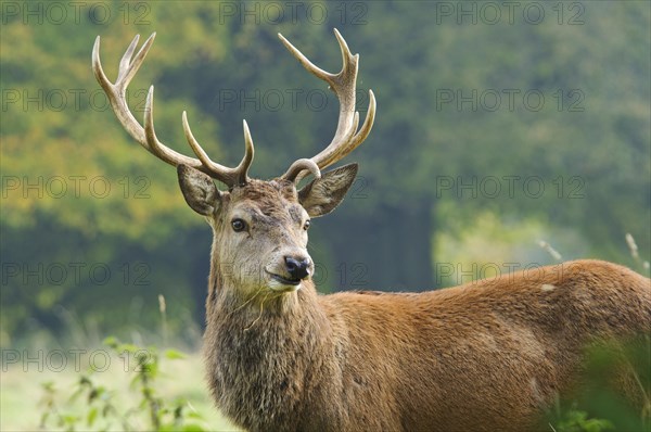 Red deer