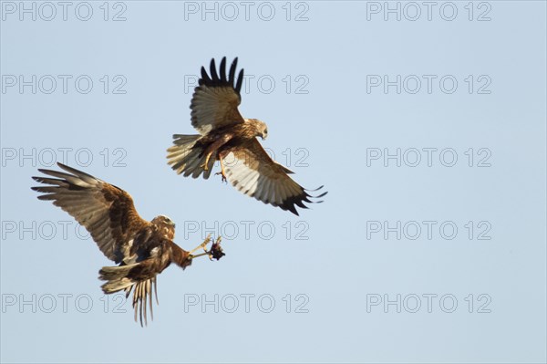 Western western marsh-harrier