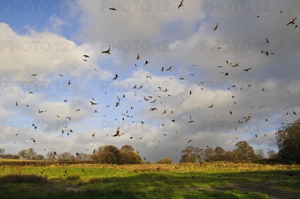 Flock of red kite