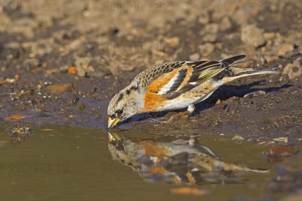 Brambling