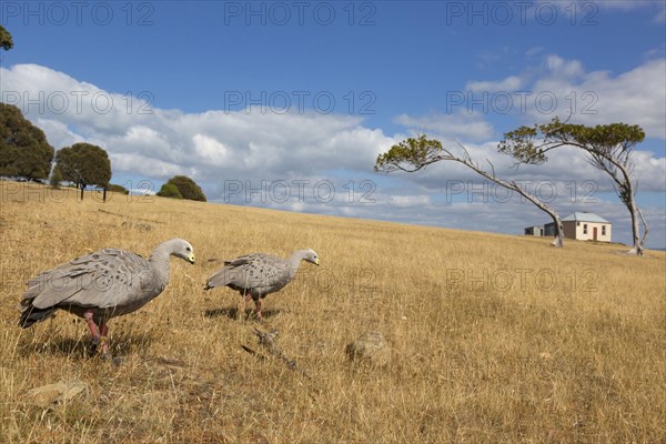 Adult pair of cape barren goose