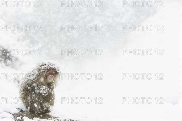 Japanese Macaque