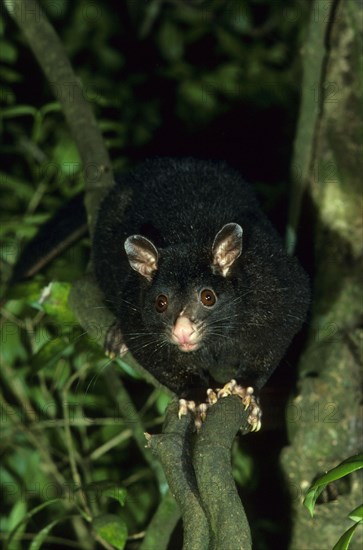 Short-eared possum