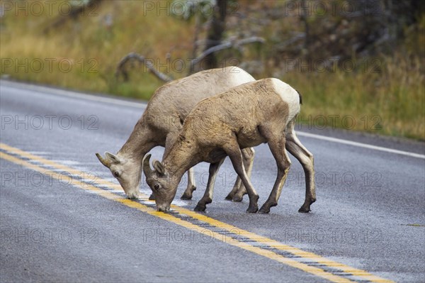 Bighorn Sheep