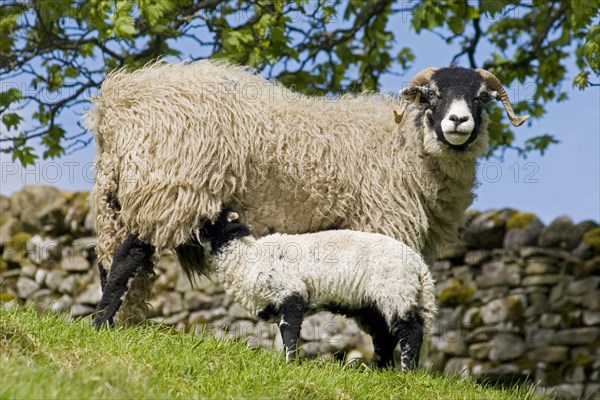 Domestic sheep