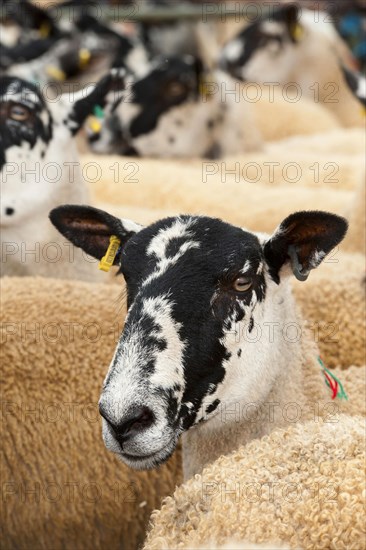 Sheep farming