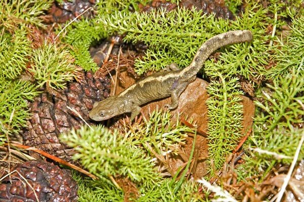 Pyrenean brook salamander