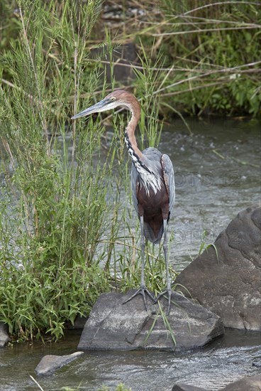 Goliath Heron