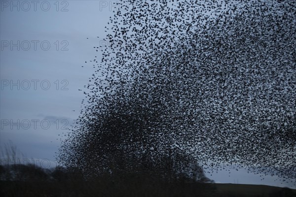 Common Starling