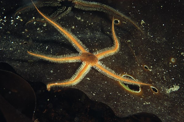 Black brittlestar