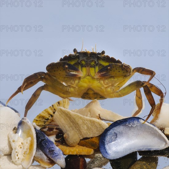 European green crab