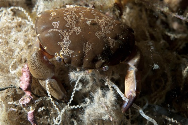 Floral Egg Crab