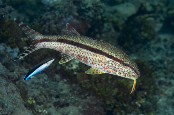 Freckled goatfish