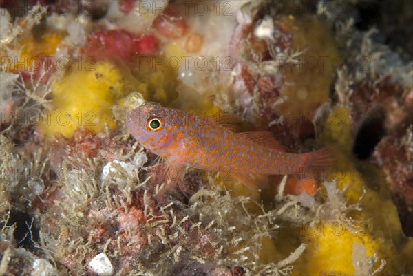 Okinawa Dwarfgoby