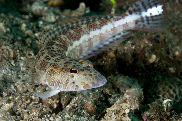 Yellowbar sandperch