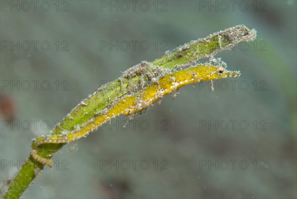 Pygmy pipefish