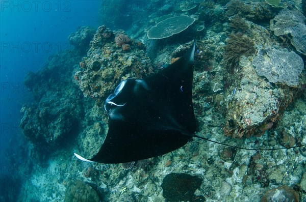 Large oceanic pelagic manta ray