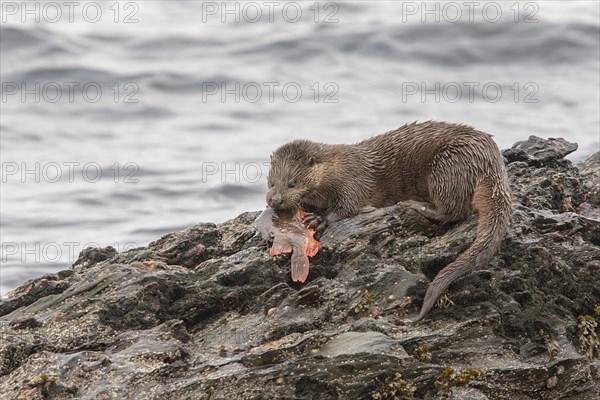 Otter eating lumpsucker fish on a rock at low tide