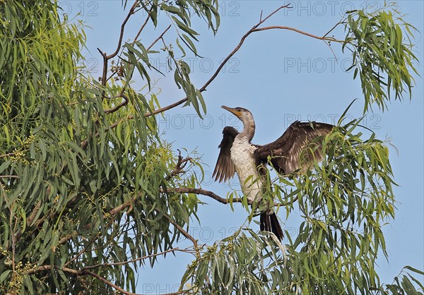 Neotropic Cormorant