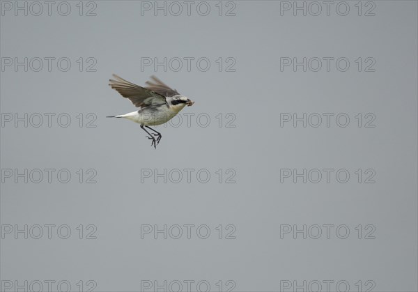 Northern northern wheatear