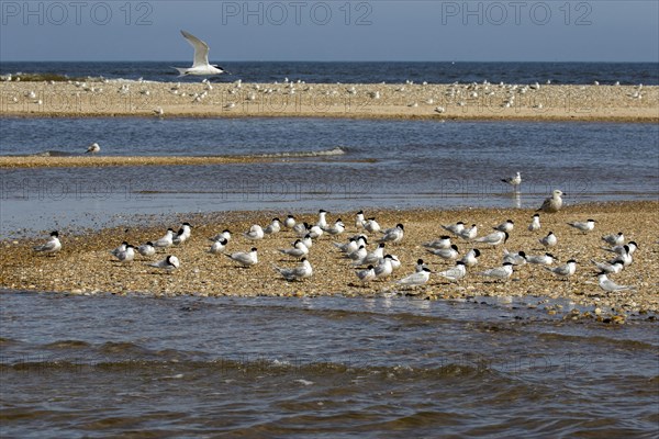 Sandwich Terns gather on the pebble spit on Scolt Head Island