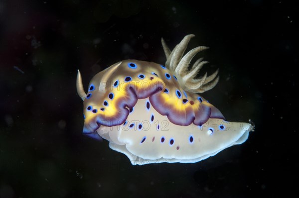 Kune's Chromodoris Seaslug