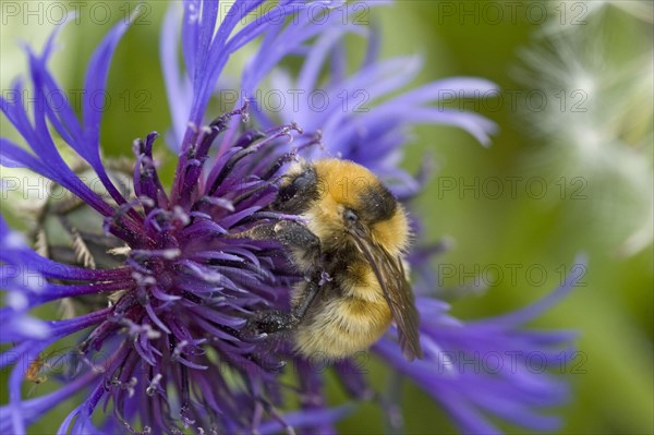 Great Yellow Bumblebee