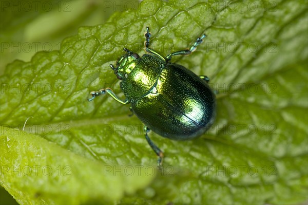 Mint Leaf Beetle