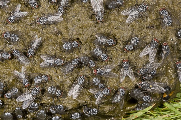 Flesh fly