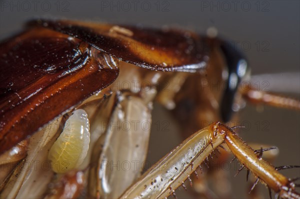 Larva of the emerald cockroach wasp