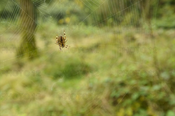 Garden Orb Spider