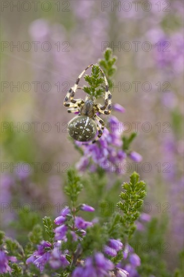 Four-spotted cross spider