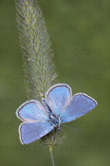 Alpine Argus