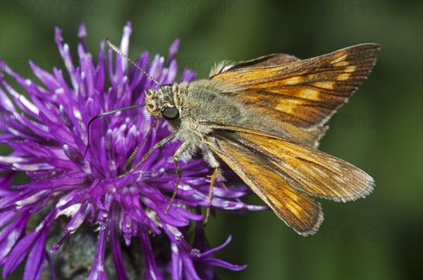 Large large skipper