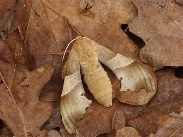 Oak hawk-moth