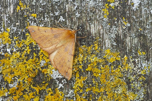 Feathered Thorn