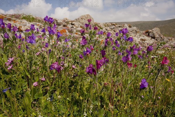 Purple Viper's Bugloss