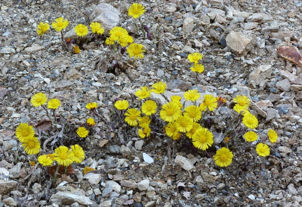 Flowering coltsfoot