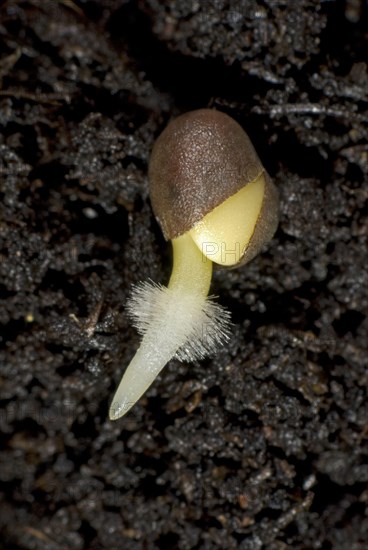 A germinating cabbage seed with root development with root hairs on the ground