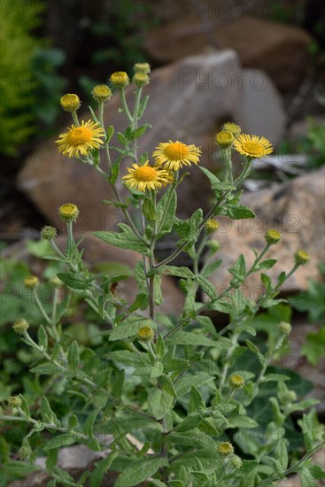 Common fleabane