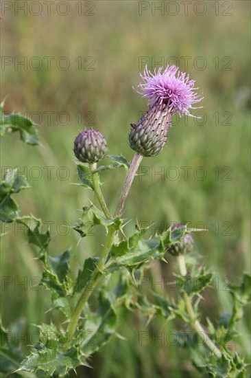 Creeping Thistle