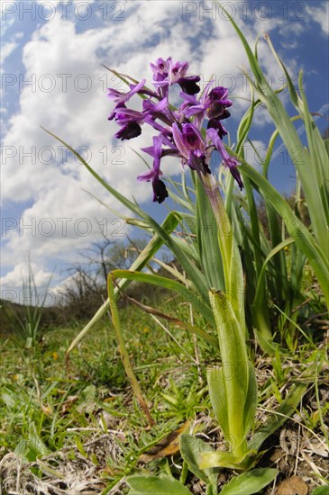 Long-spurred orchid