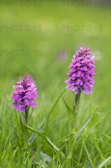 Western marsh orchid