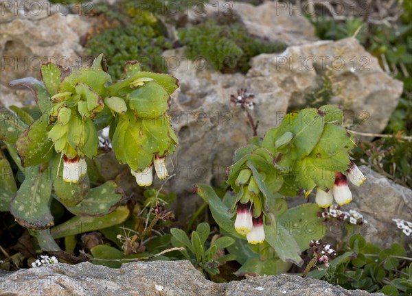 Flowering honeyroot