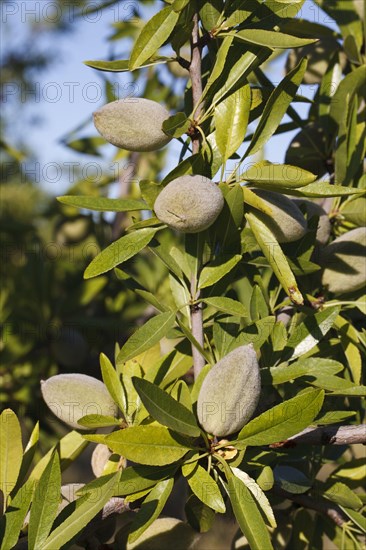 Almond tree