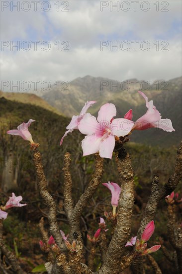 Desert rose